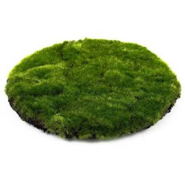 moss-pads